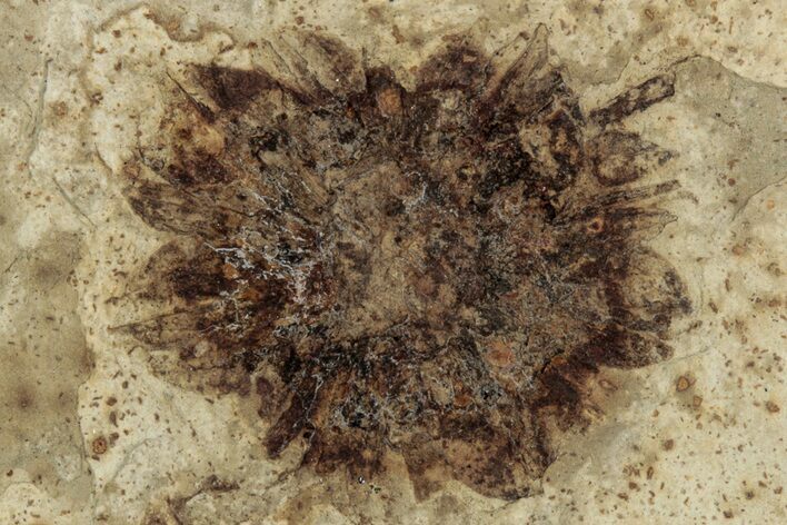 Fossil Sycamore (Macginitiea) Fruit - Green River Formation, Utah #356646